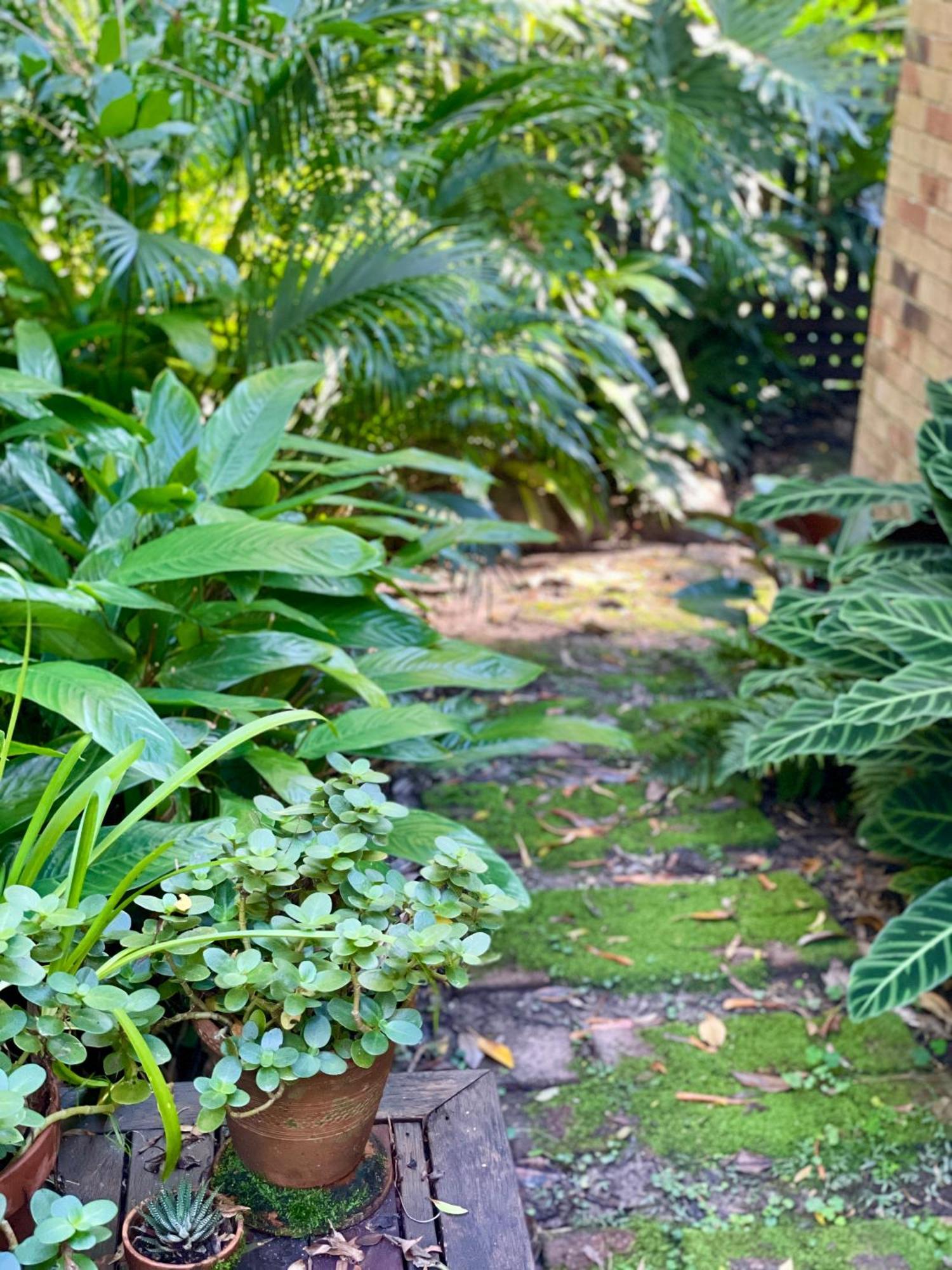 Lilli Pilli Guesthouse Byron Bay Dış mekan fotoğraf